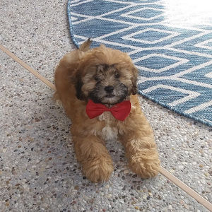 Meet your Posher, Haylie